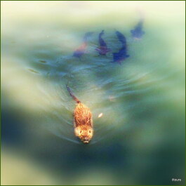 photo 341781