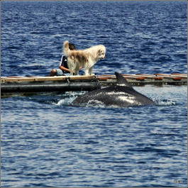 photo 478653