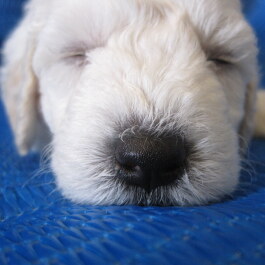 photo 478700