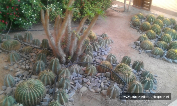 photo 799890