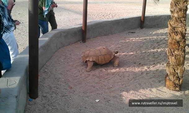 photo 799955