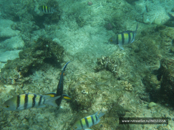 photo 497399
