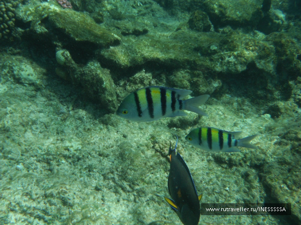 photo 497402