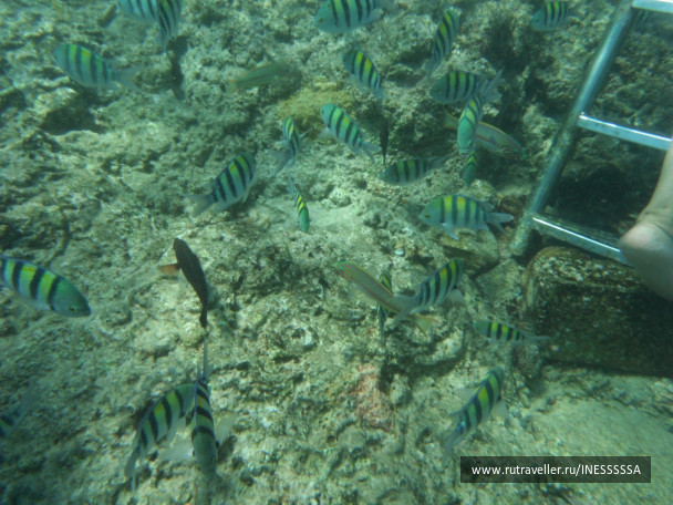 photo 497416