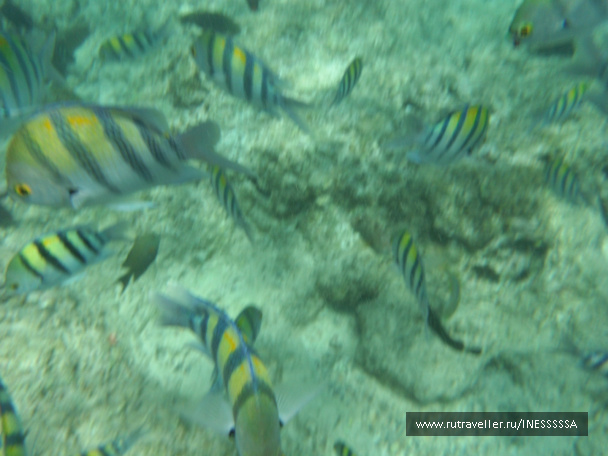 photo 497417