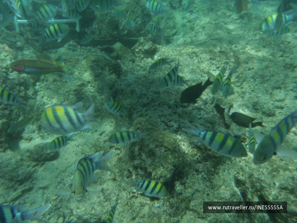 photo 497419
