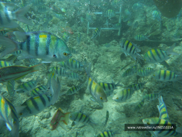photo 497420