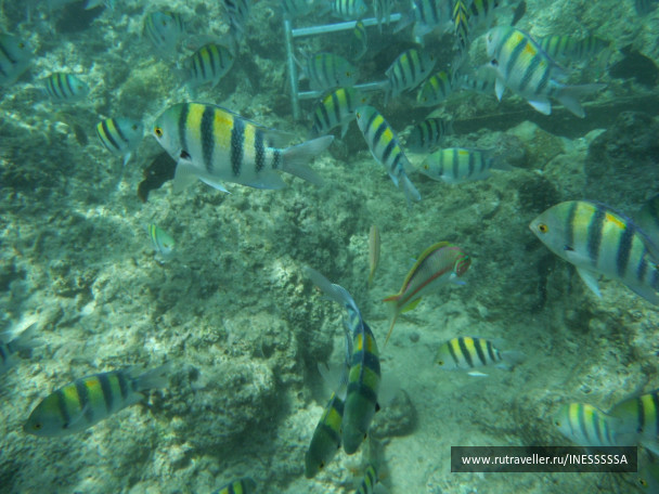 photo 497421