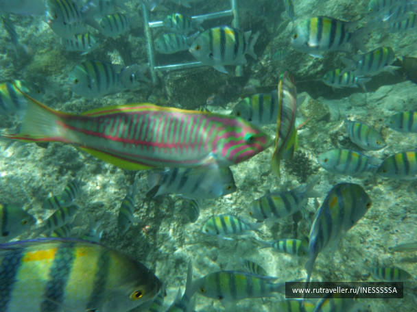 photo 497425