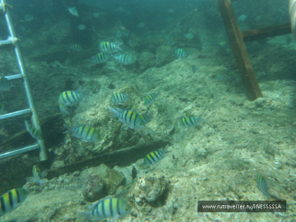 photo 497426