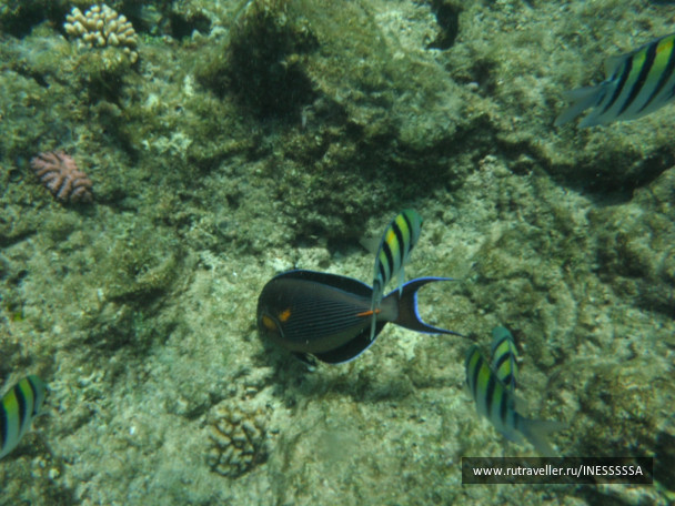 photo 497428