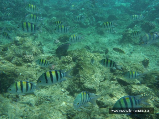 photo 497431
