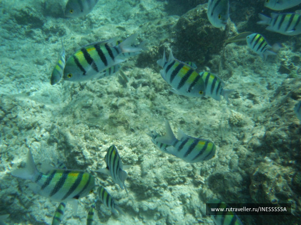photo 497433