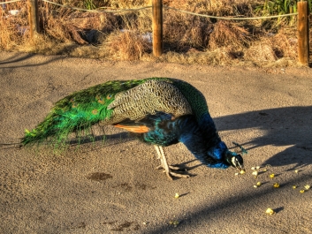 photo 938671