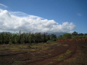 photo 329718