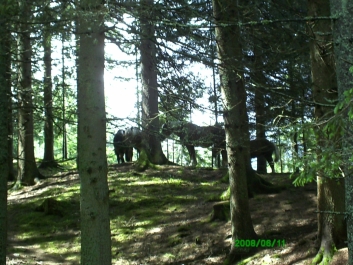 photo 798074