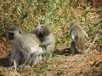 photo 814352