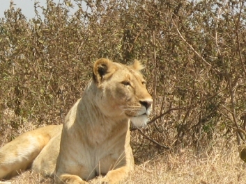 photo 814355
