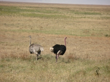 photo 814357