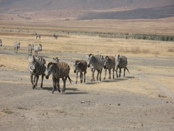 photo 814359