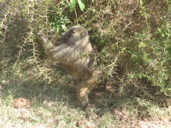 photo 814517