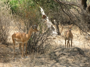 photo 814520
