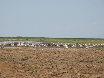 photo 814528