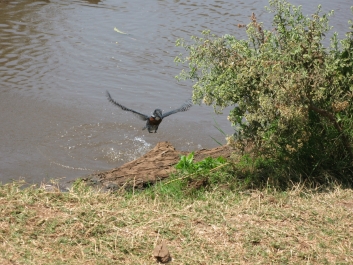 photo 814529