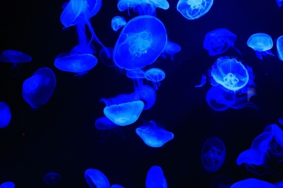 photo 819429