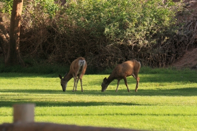photo 829338
