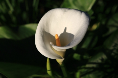 photo 853875
