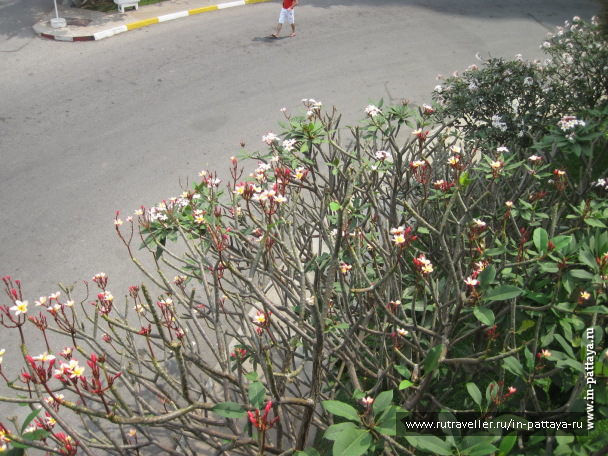 photo 103797