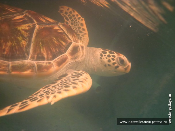 photo 150335