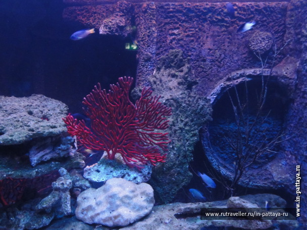 photo 150342