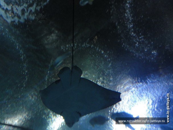 photo 150347