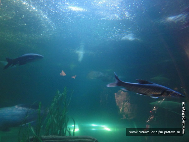 photo 150352