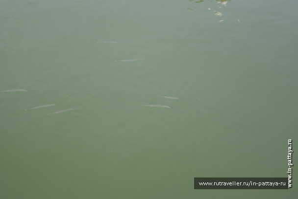 photo 171692