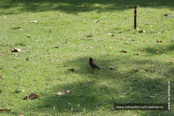 photo 171797
