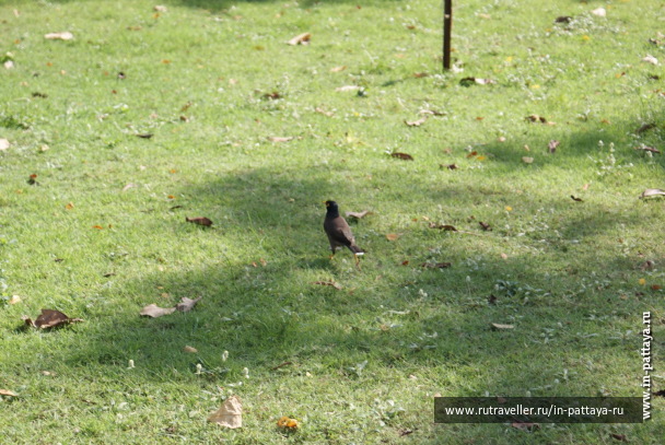 photo 171798