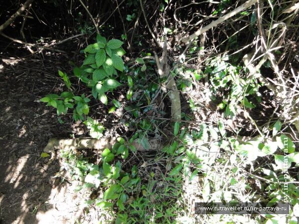 photo 32482