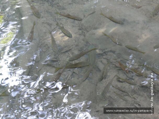 photo 32513