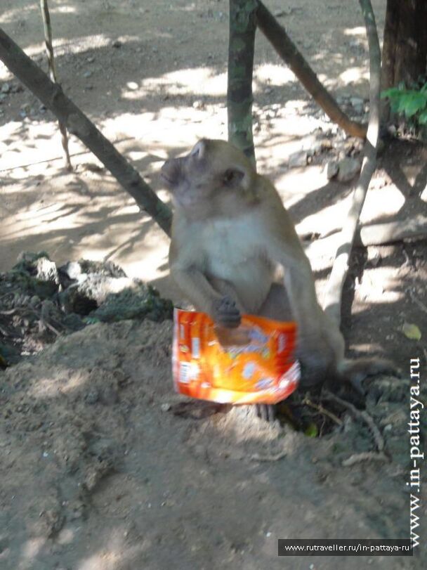 photo 32539