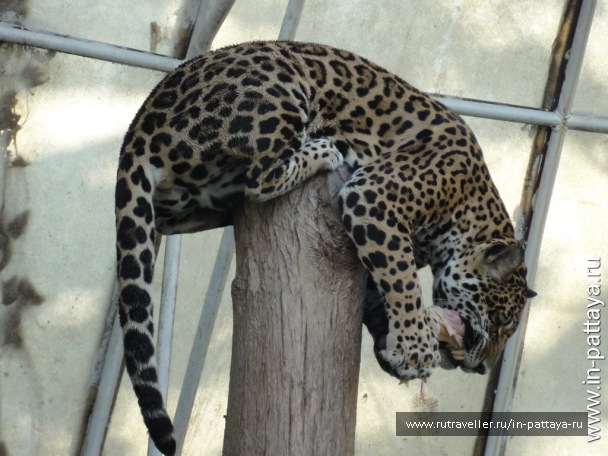 photo 32563