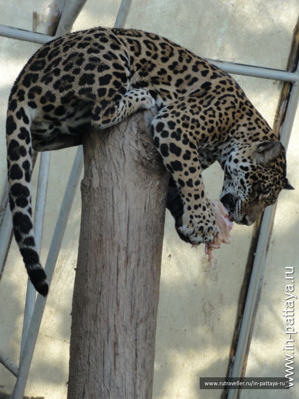 photo 32564