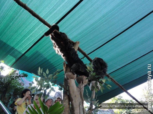 photo 32585