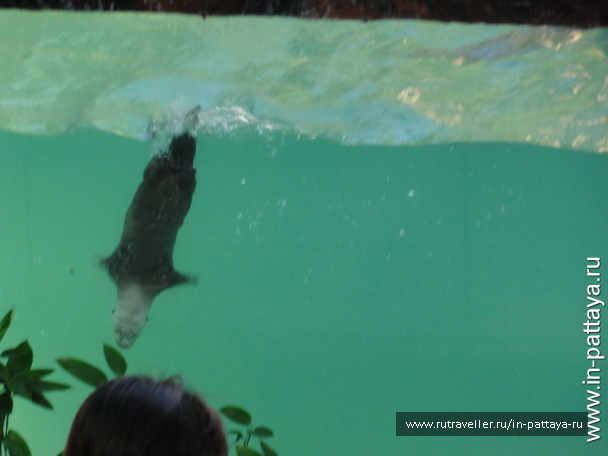 photo 32608