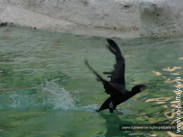 photo 32617