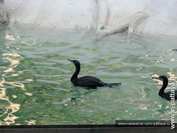 photo 32619
