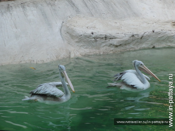 photo 32623