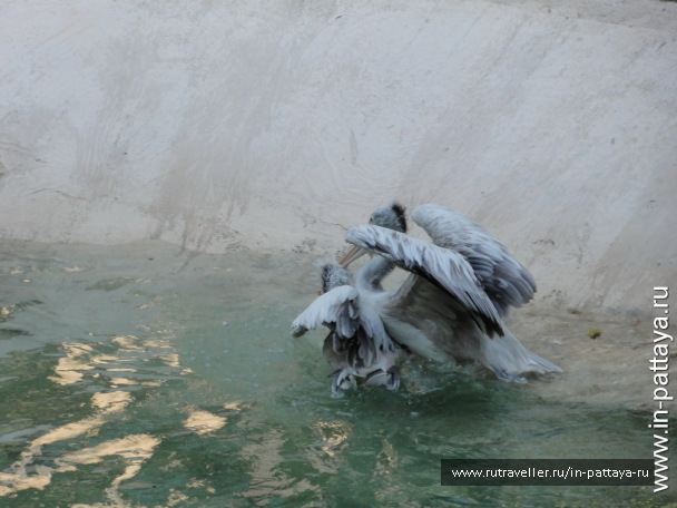 photo 32626